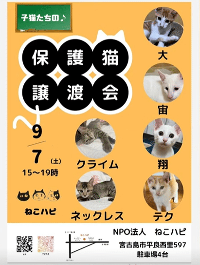 ねこハピ「子猫たちの保護猫譲渡会」2024.9.7