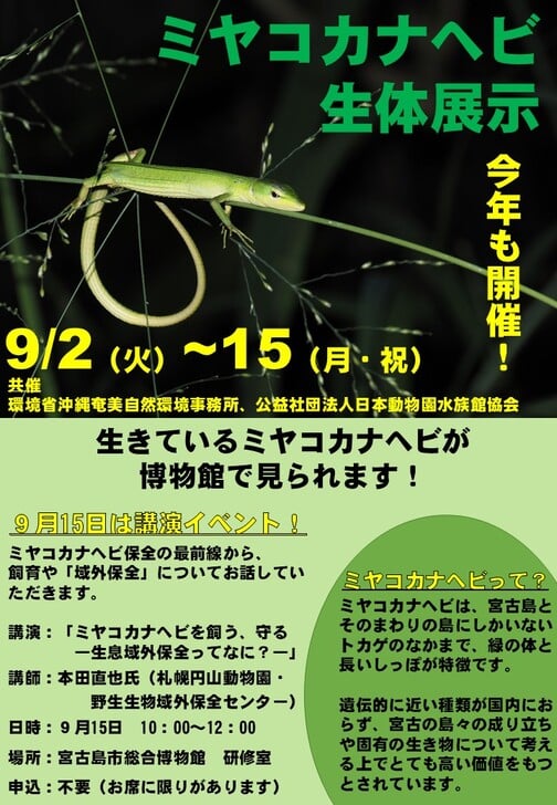 宮古島市総合博物館『ミヤコカナヘビ生体展示』