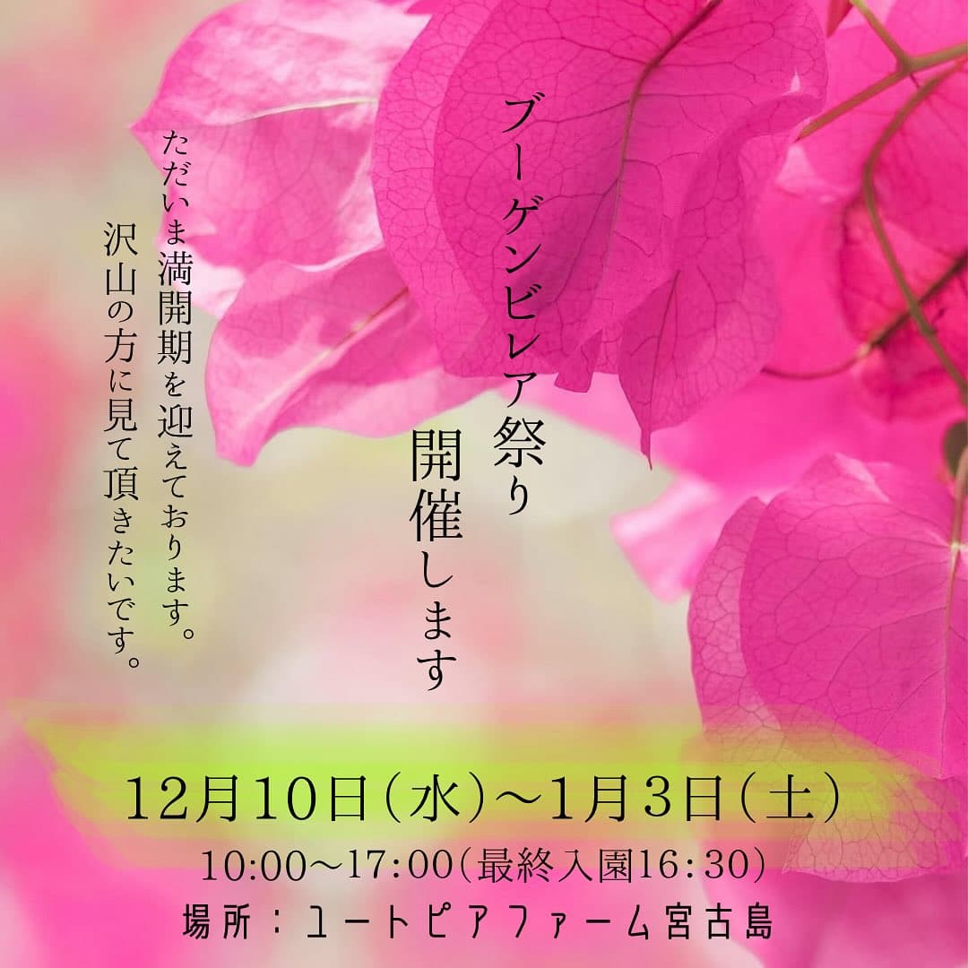 ユートピアファーム宮古島『ブーゲンビレア祭り』開催！